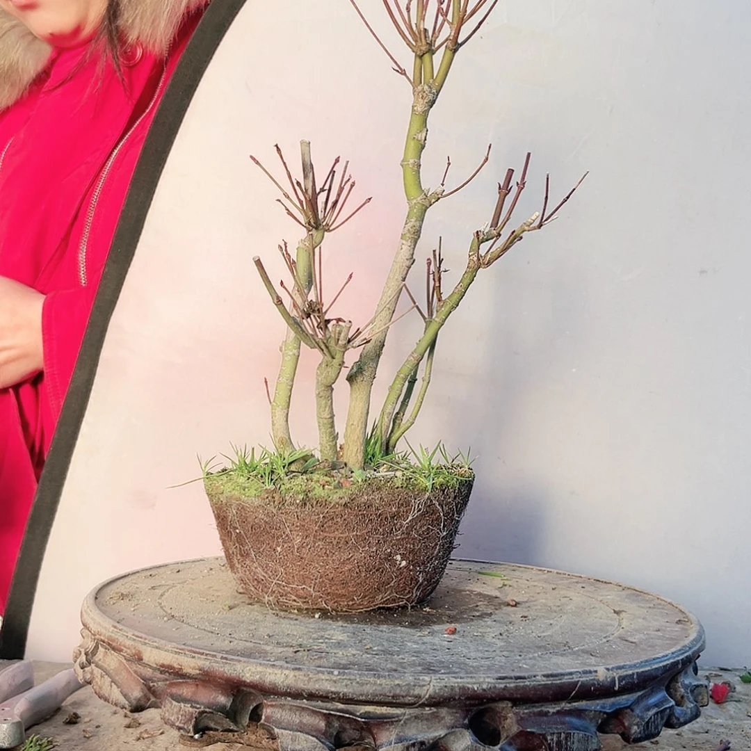 小***?高端盆栽红枫