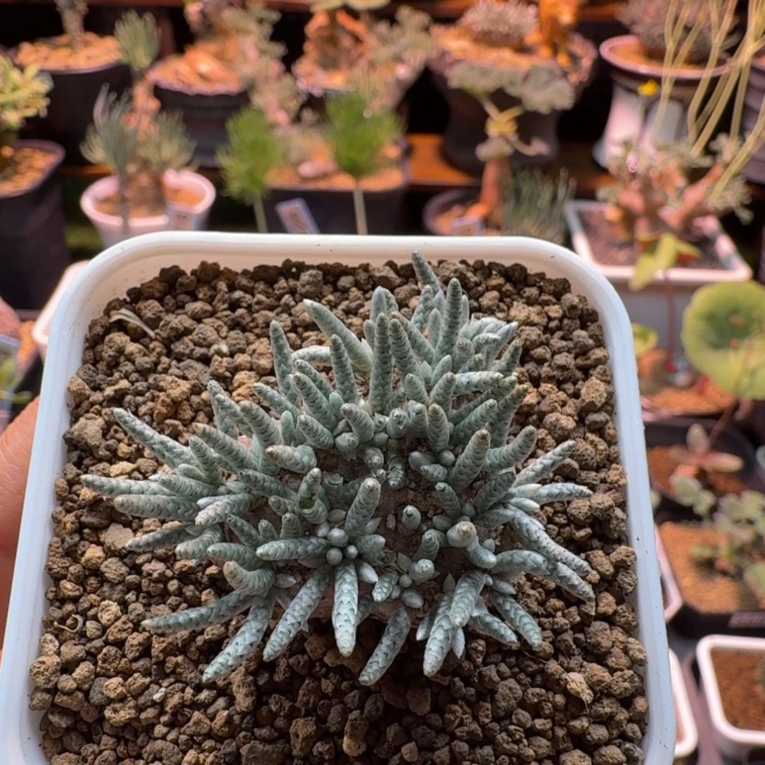 韧锦731 仙人球仙人球