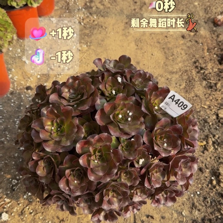 魅金玫瑰409 法师多肉不包损