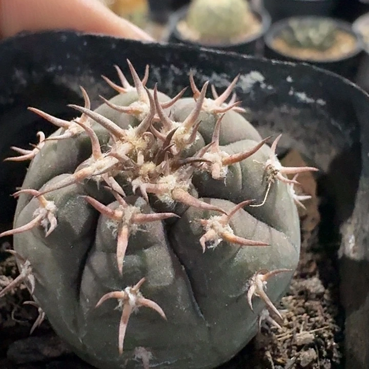 猫爪实生仙人球多肉