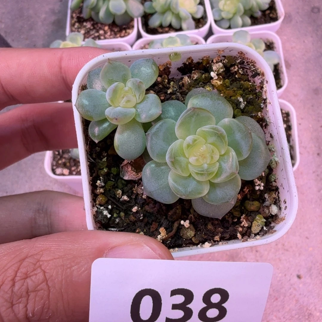 双头舒月一物一拍038