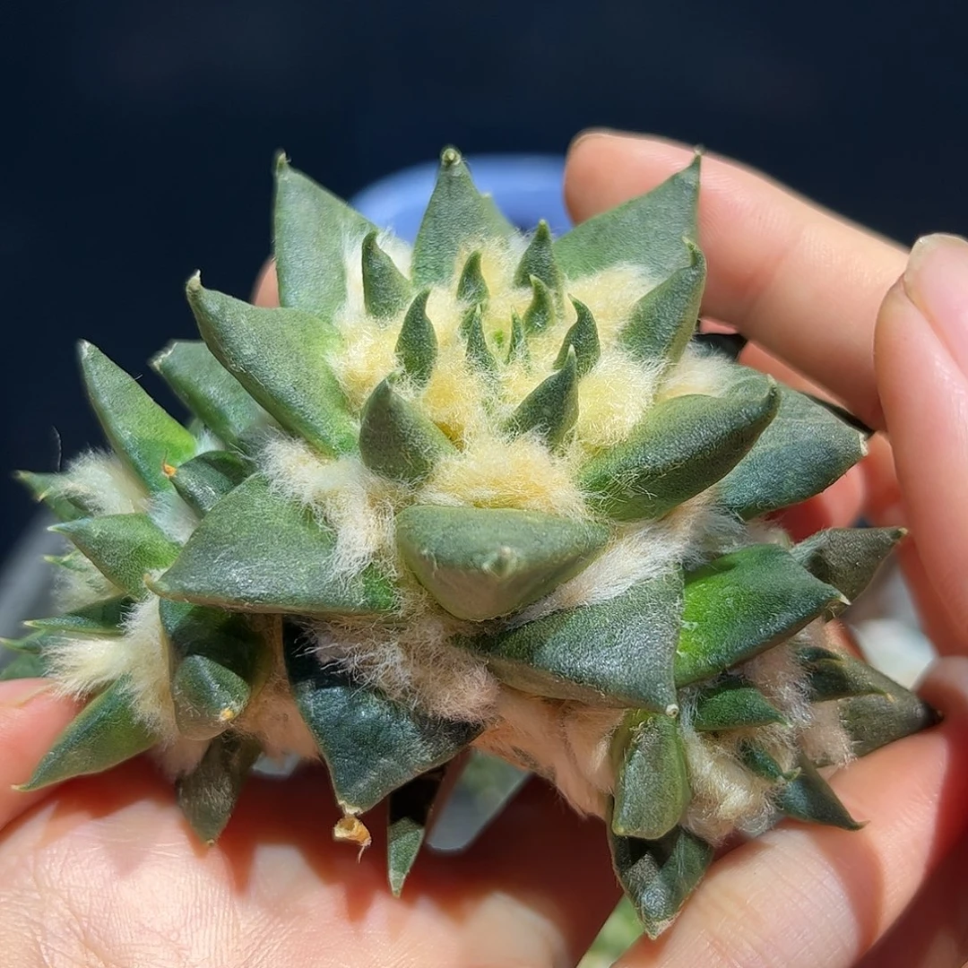 8.5cm无根多头爆毛龙牙牡丹