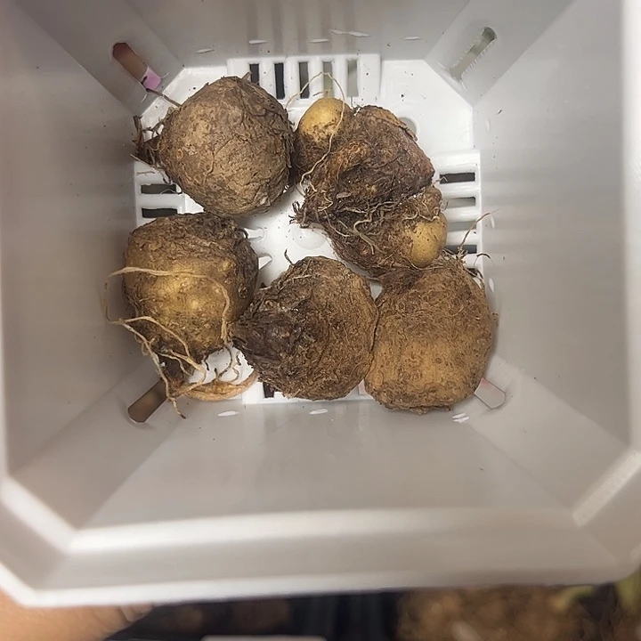 无花朵5个2厘米种球