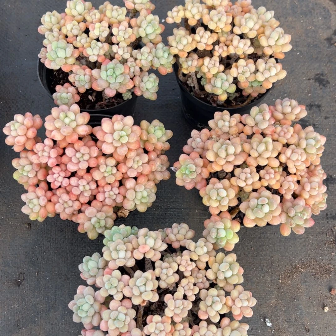 小叶鱼子酱群生无砍量拍 不挑满20包邮