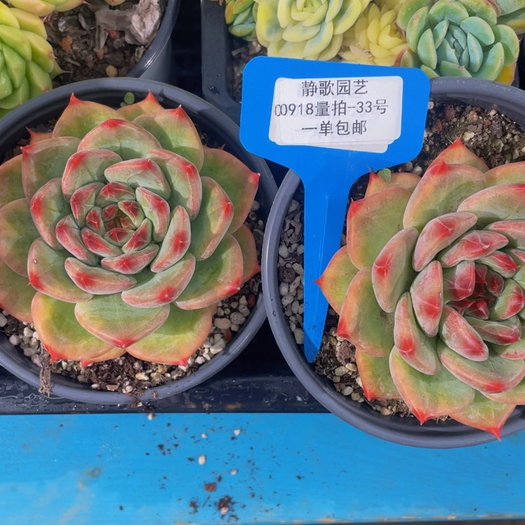 0918-33-精品美肉一刻