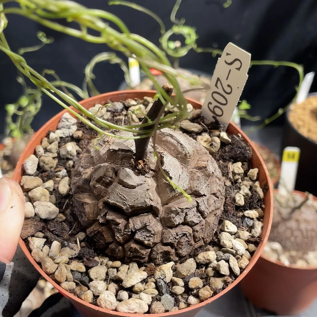 209号龟甲龙不退不换