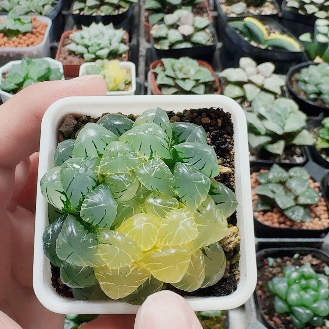 无花朵十二卷福利活动开始锦玉露