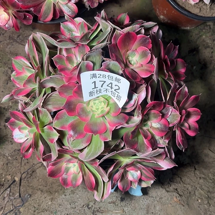 1742七彩石多肉植物