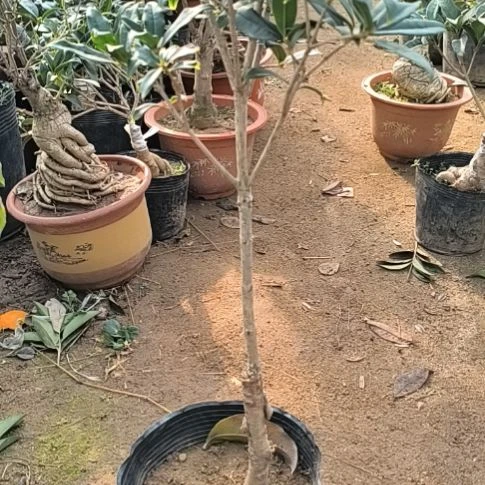 来***财完全开放八月桂老金