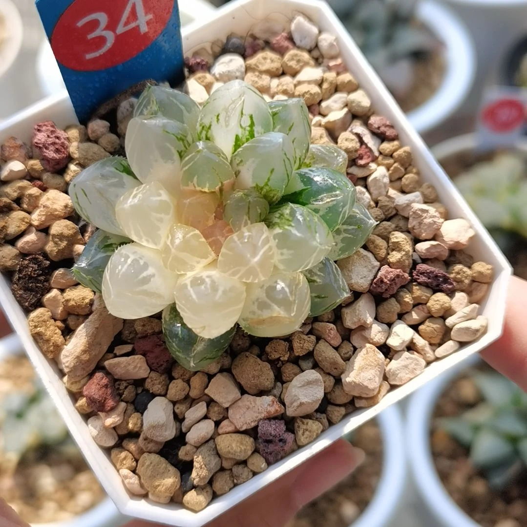 34号玉露锦一物一拍带盆土发货