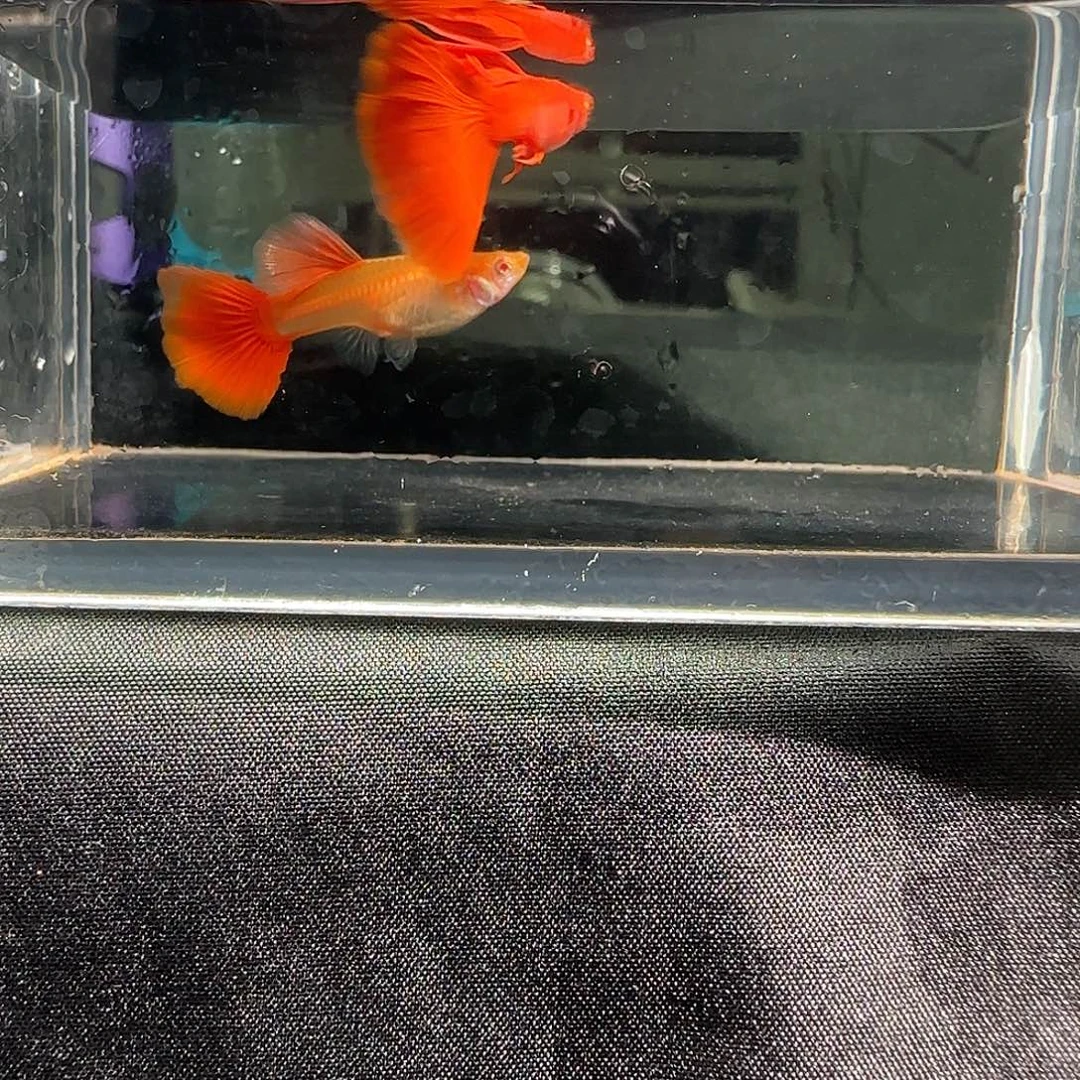 孔雀鱼关注主播可以竞拍