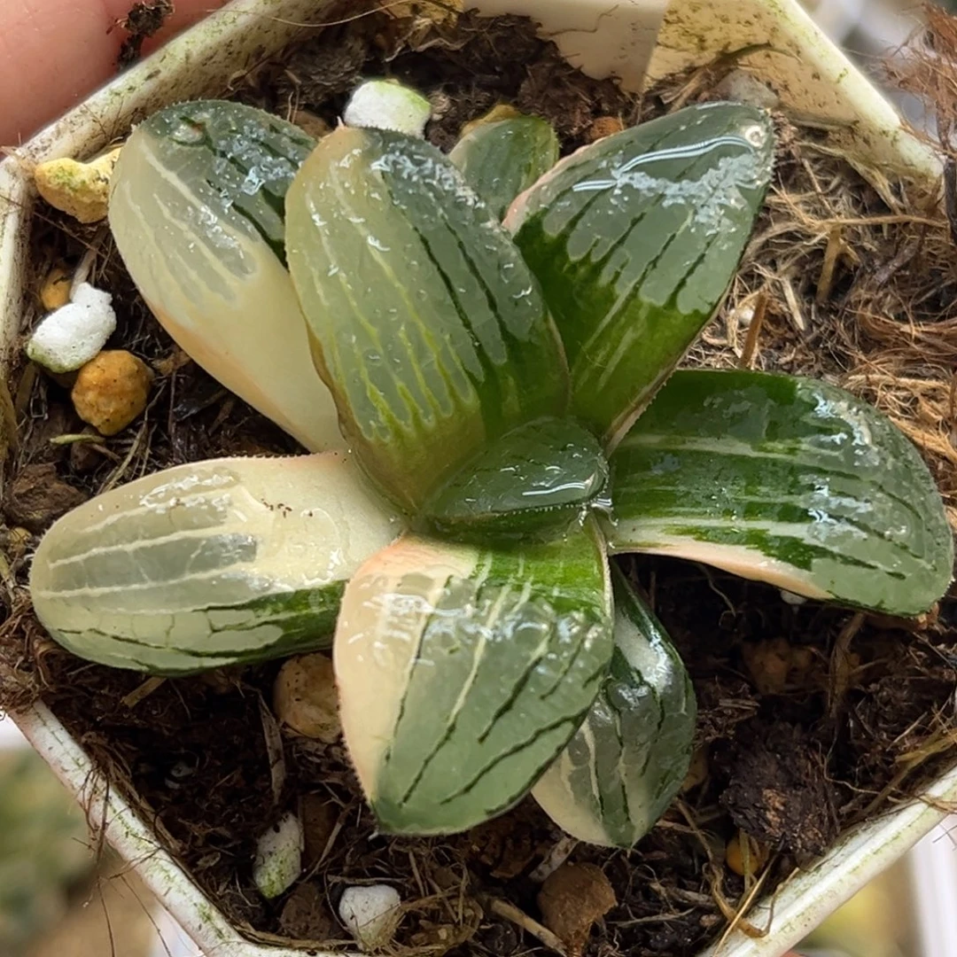 3史扑锦福利专场多肉