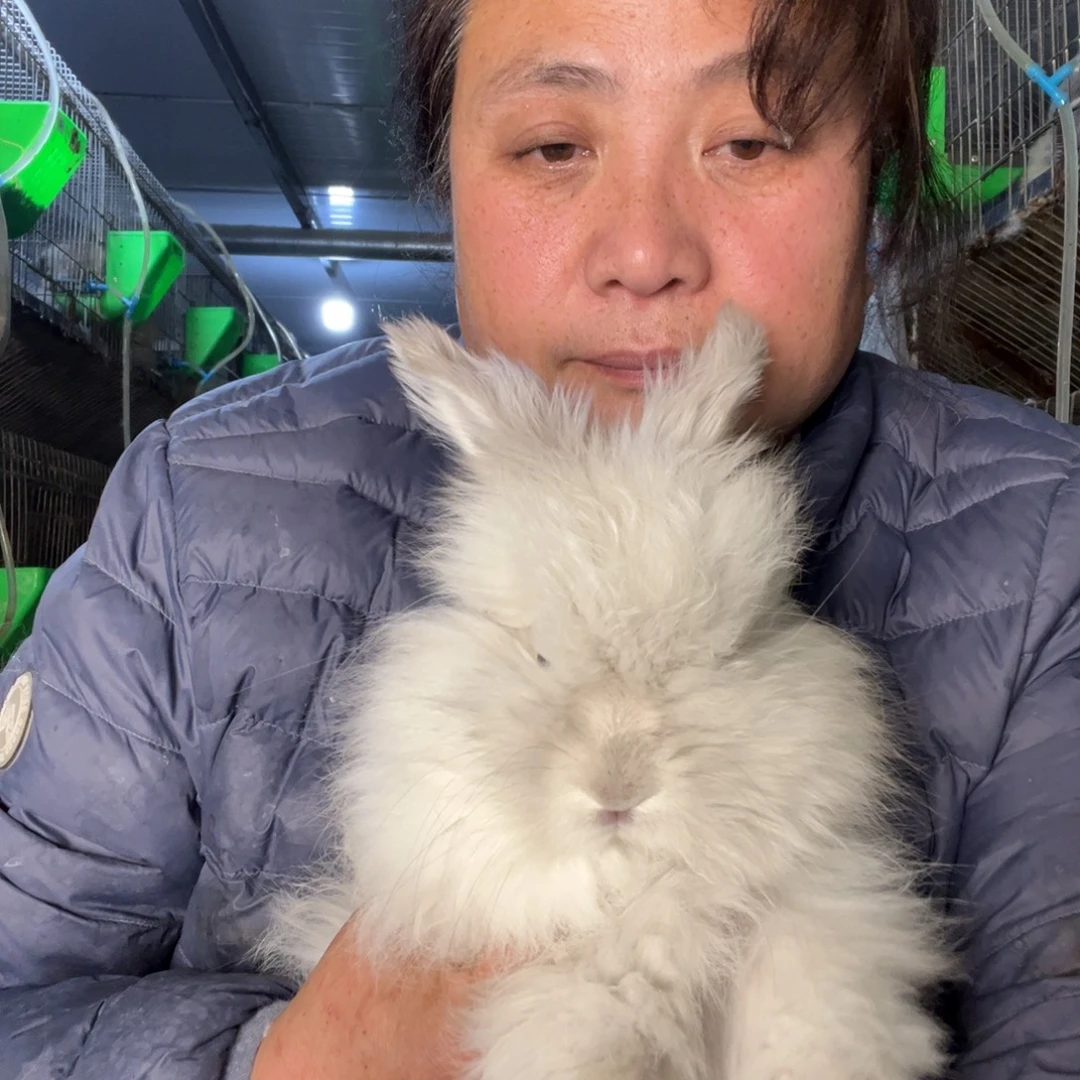 双血统英系安哥拉兔