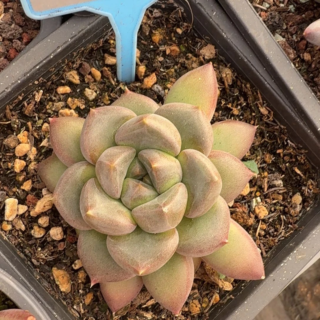 红象牙一物一拍017