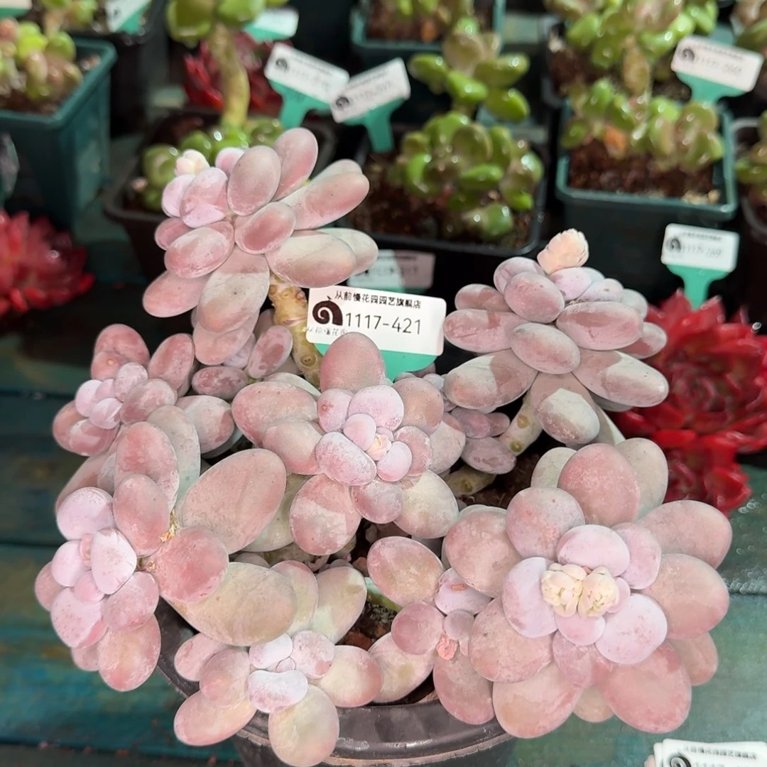 从前慢花园多肉编号1117-421