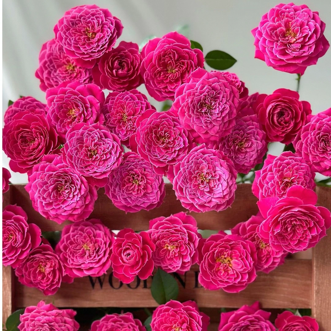 【独鬏鬏优选】云南鲜花 [马里奥塔] 多头玫瑰  能开炸 顺丰配送