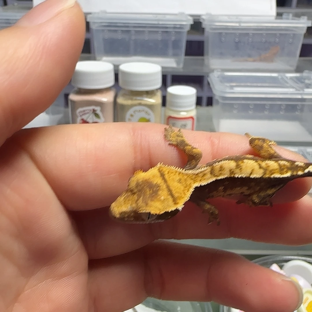 睫角守宫睫角守宫大幼