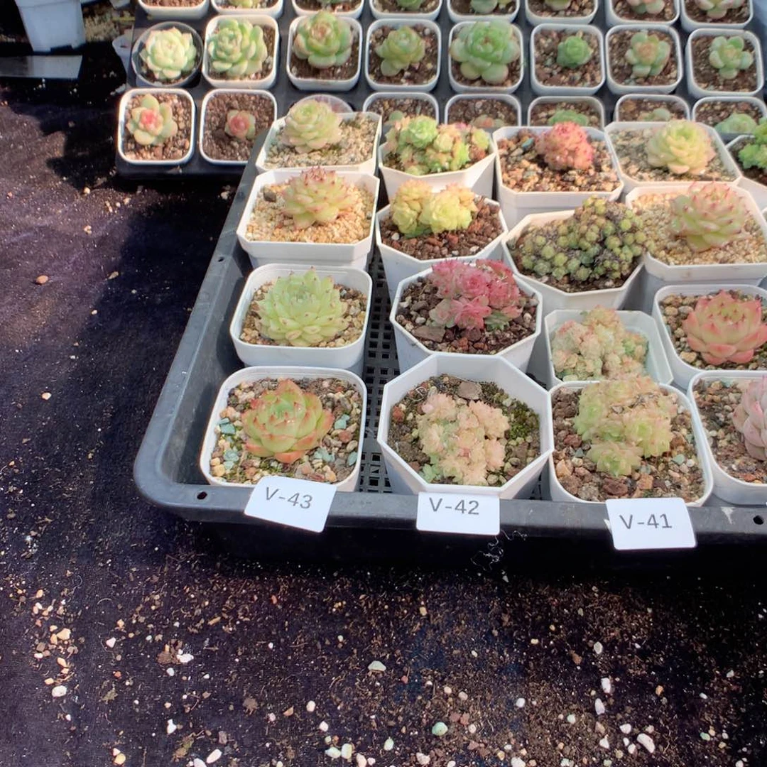 无花朵V43一英语英语