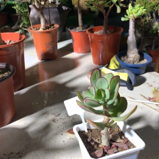 s****yC76蓝鸟锦精品