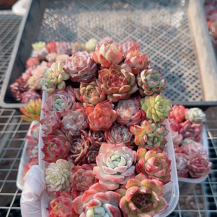 凌***凌多肉植物4号花花植物