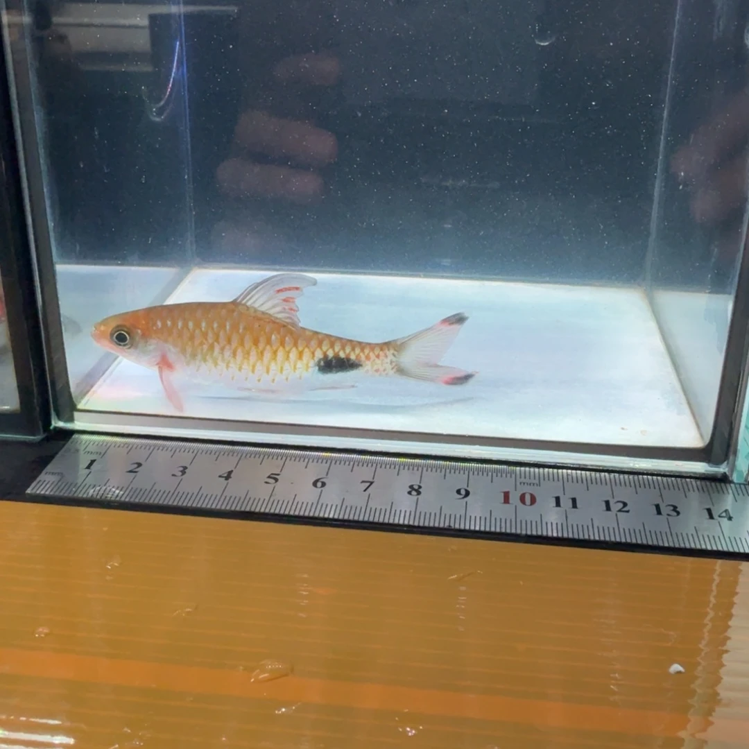 海水红旗蓝黑影道人0000