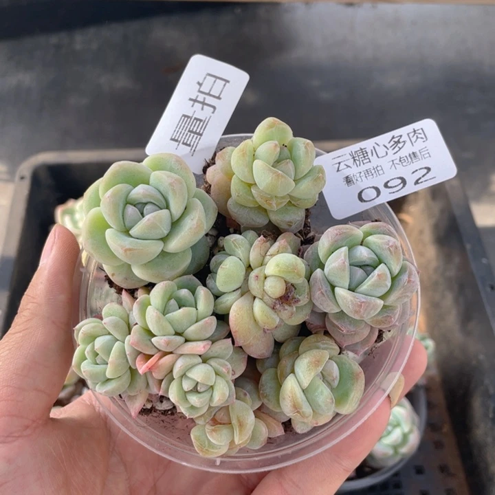 云糖心多肉植物92