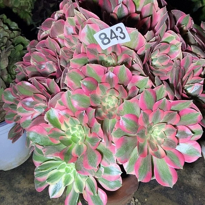 粉女妖多肉843多肉不包断