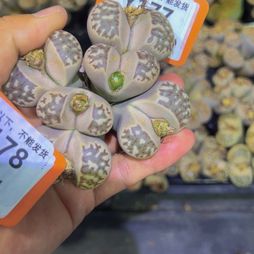 177 生石花一物一拍