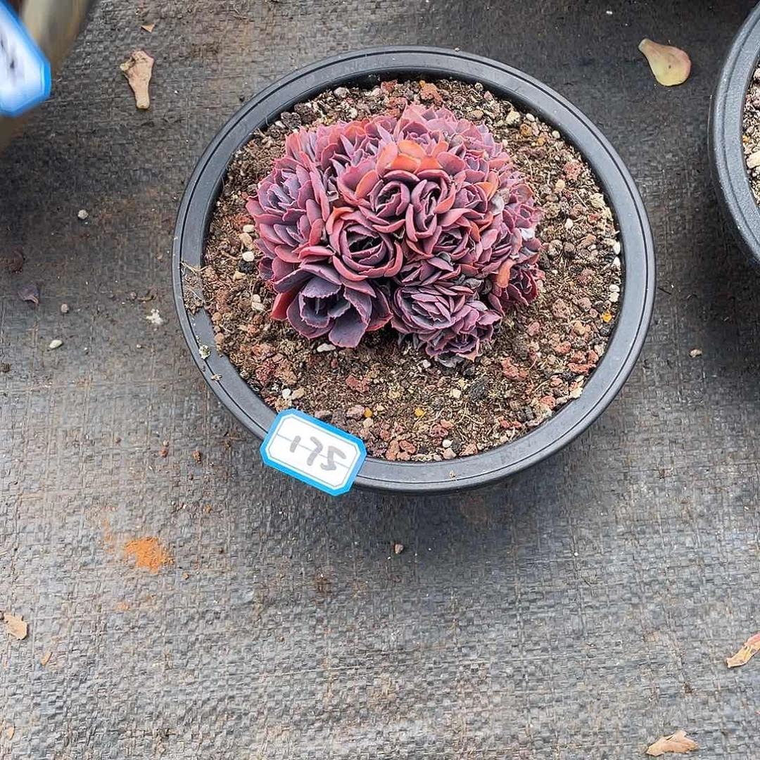 175晚霞之舞一物一拍多肉