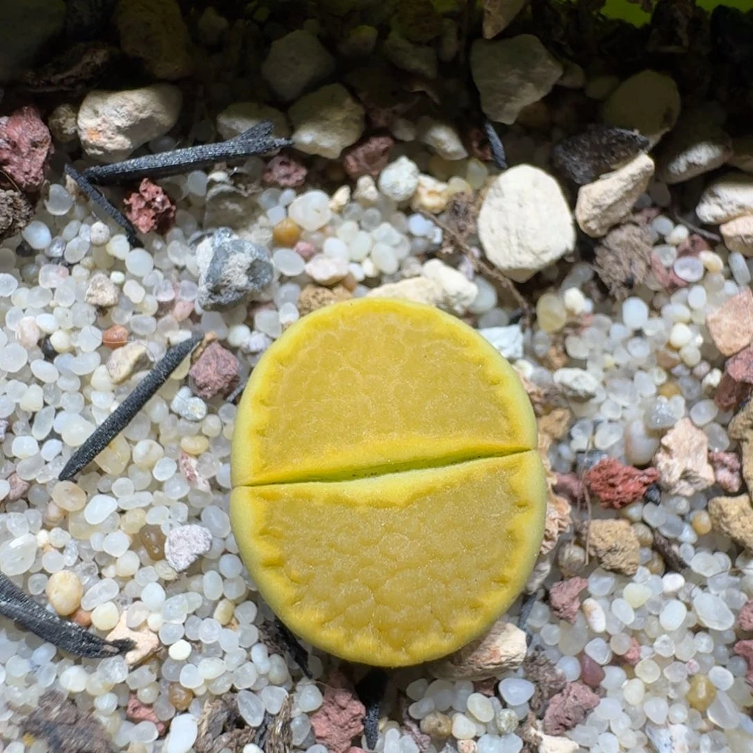 0624-01黄巴厘净窗