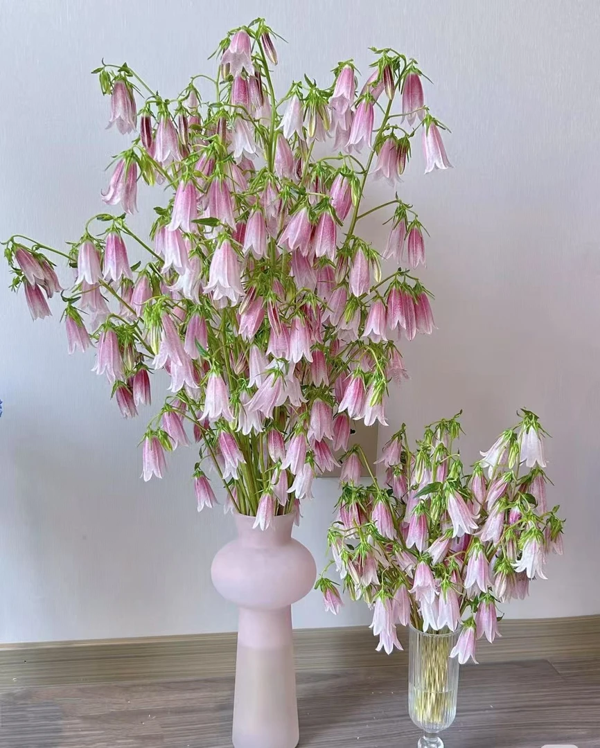 鲜花【葡璞花舍】紫斑风铃   1扎 小清新风格 基地直发