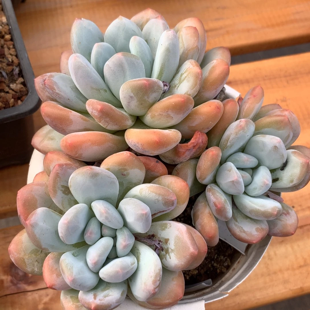 奶茶吃炸鸡真的是太给力