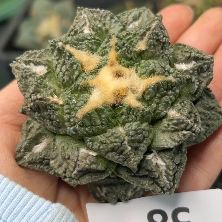 58 无根 仙人球的故事是