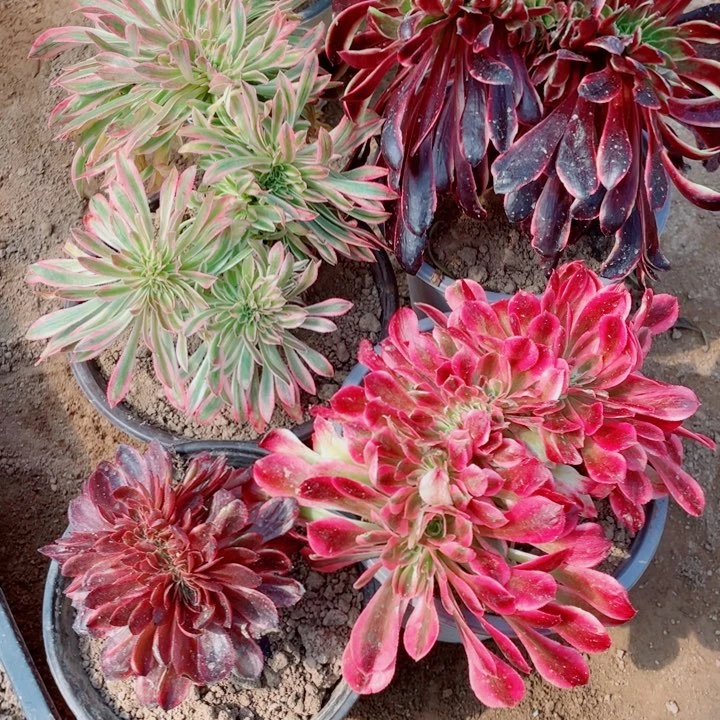 多肉植物组合585