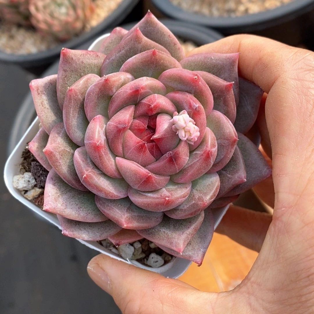 精品多肉一物一拍不包整194