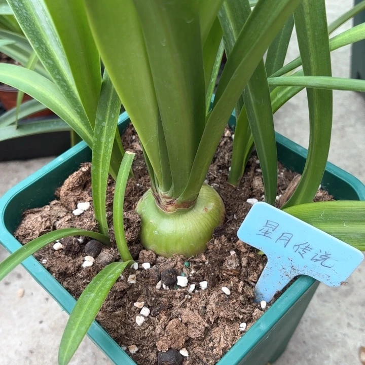 无花朵星月传说5+坨不带盆