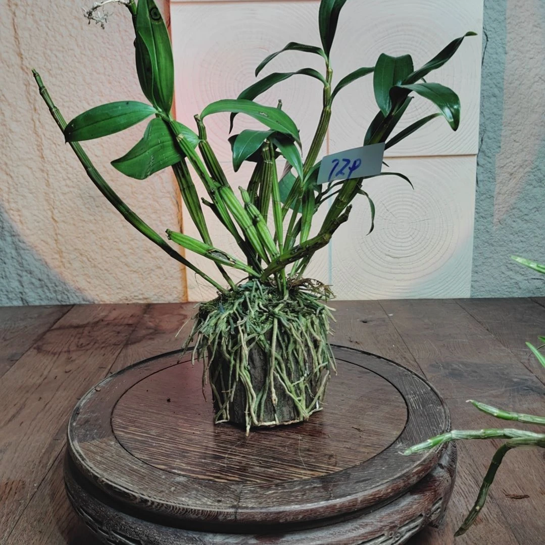 全部花朵安*?729球花