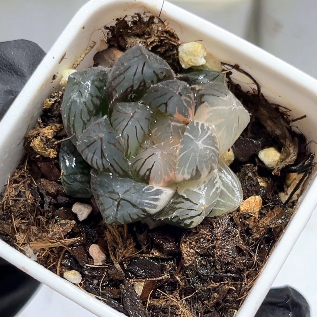 没***器恭喜发财大吉大利3471