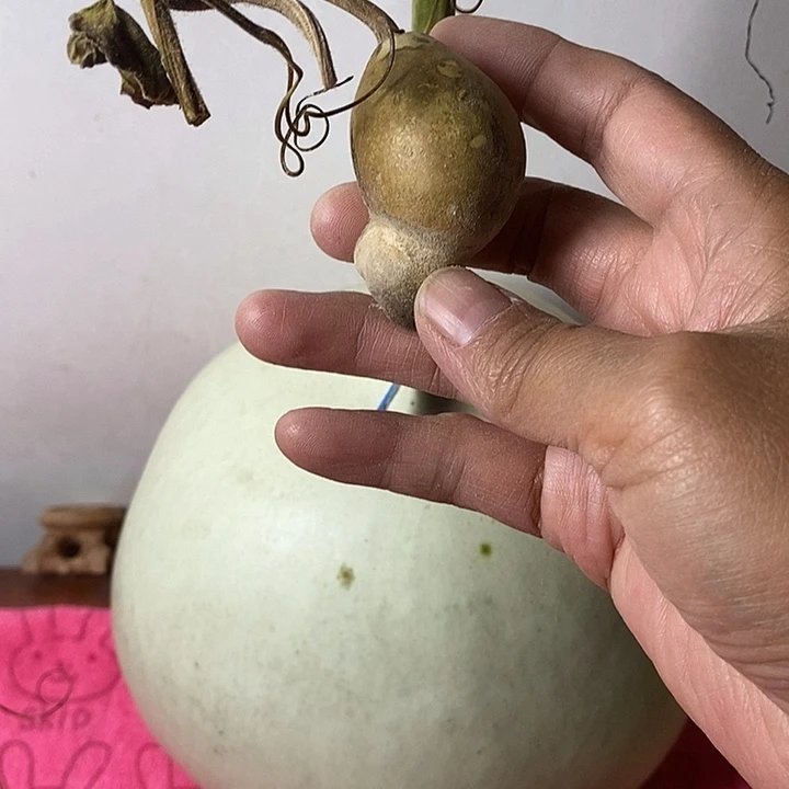 @***❀青皮手把件葫芦摆件