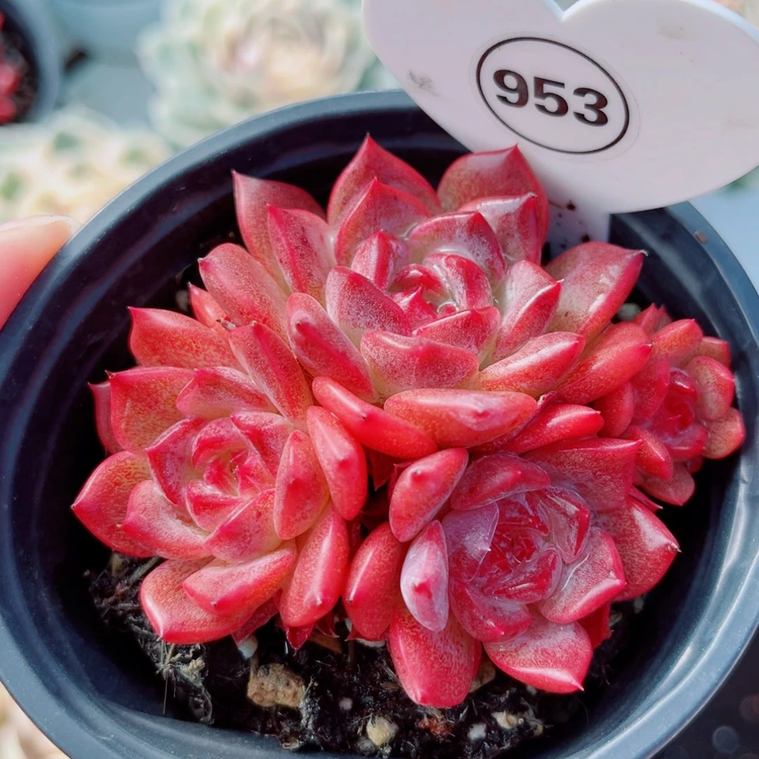 953号小老桩琥珀群