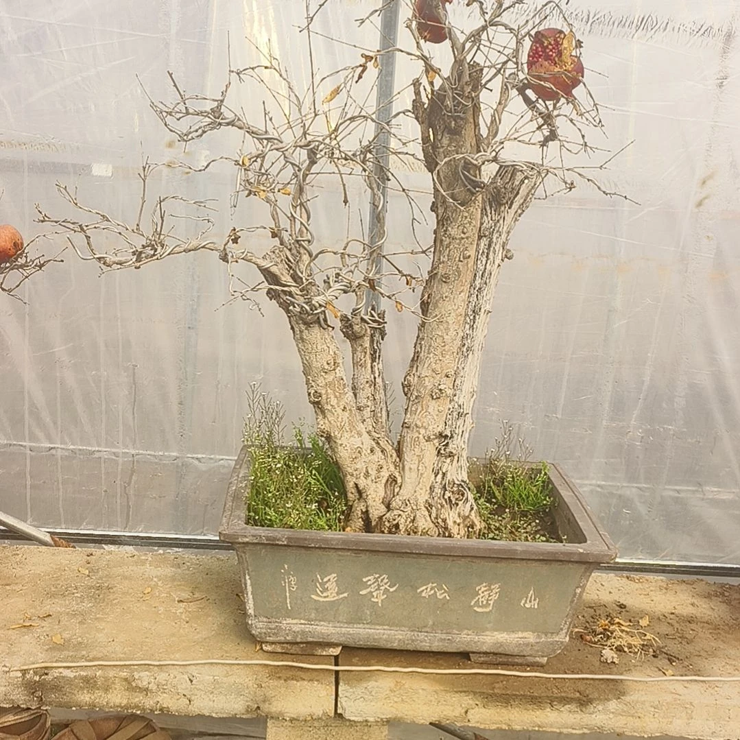 以实际为准大红袍老桩盆景