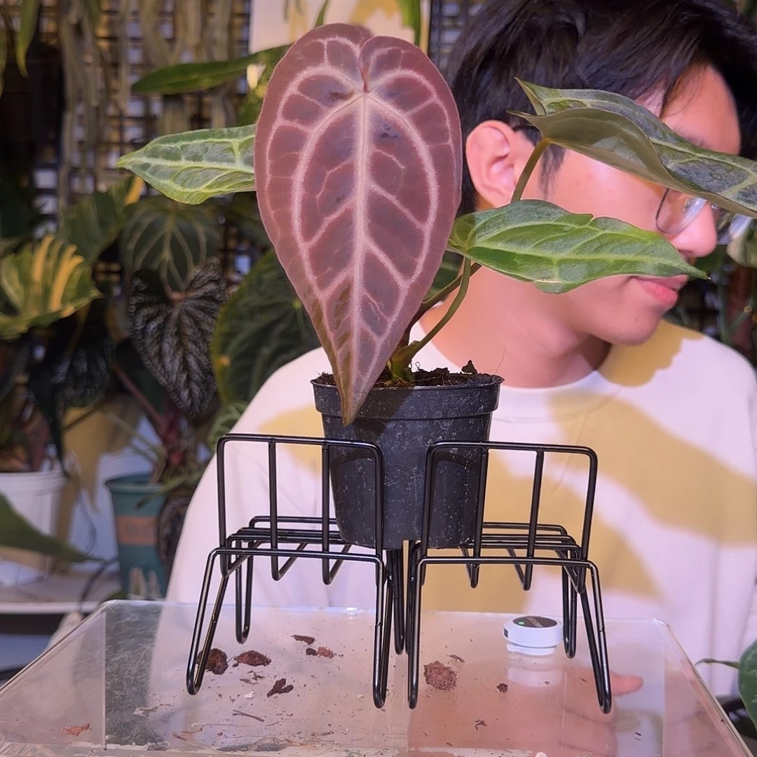 完全开放F746树莓