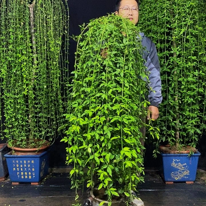 探春花，一物一拍，