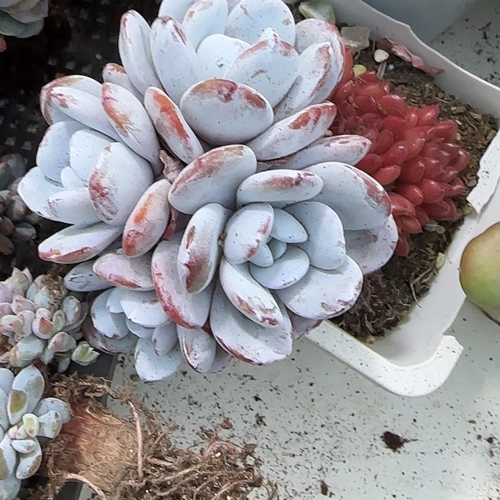 怡***然青蛙王子儿童牙膏套装11