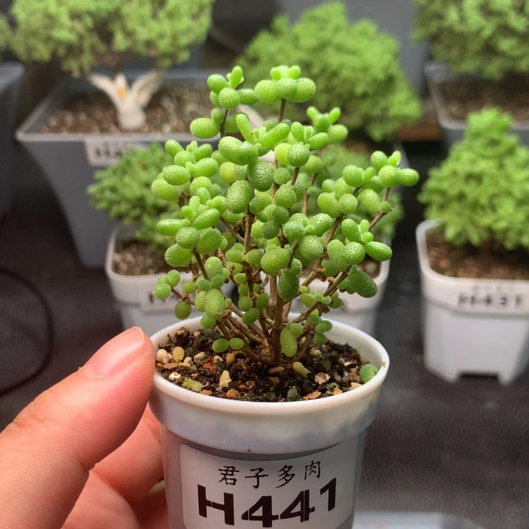441葡萄米。