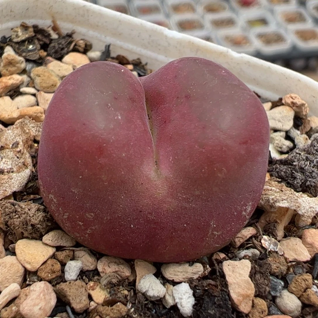 752多肉植物百科