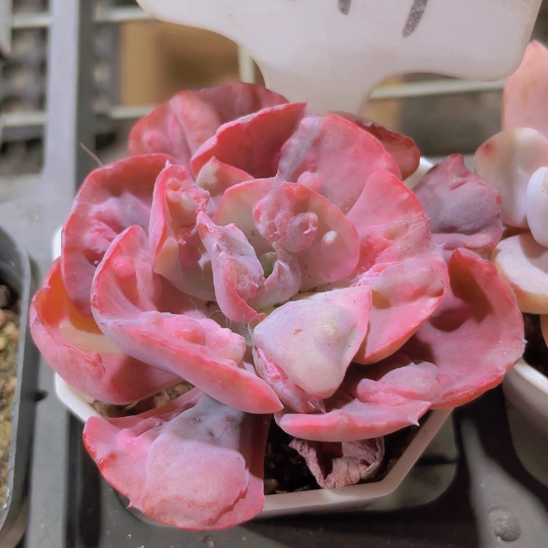 雨滴锦w047一物一拍