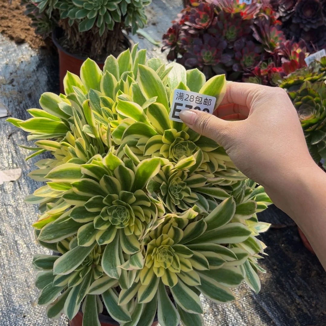 788多肉植物一物一拍