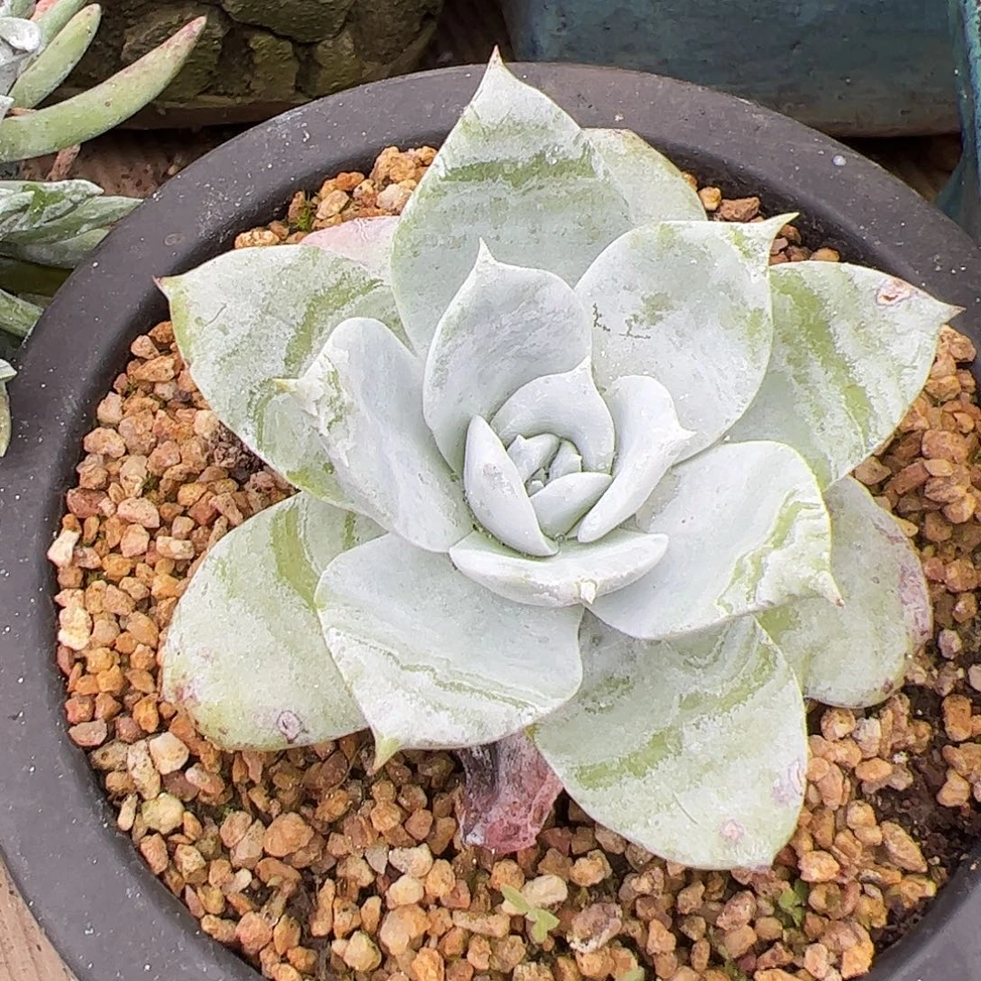 3752普芙雪山仙女杯