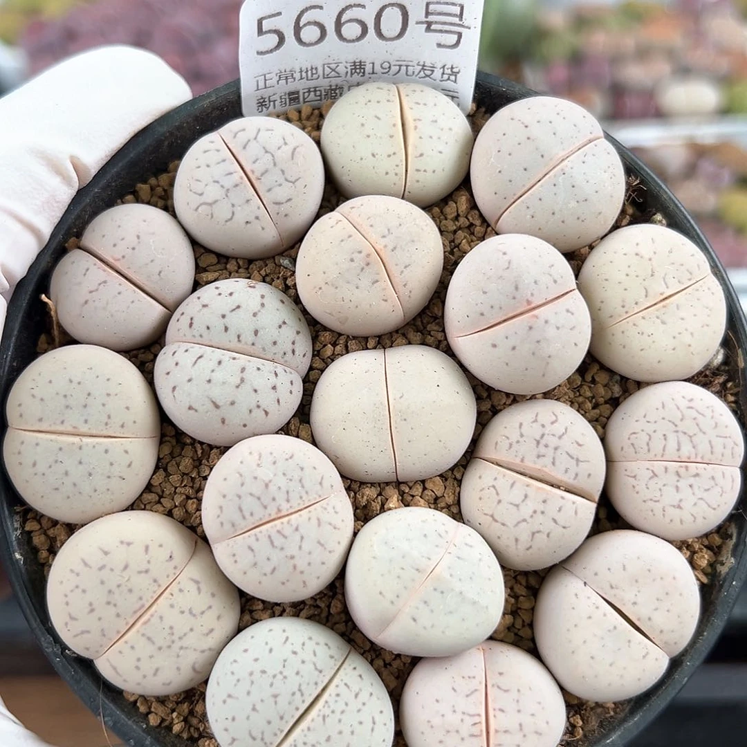 5660 好养易活生石花大母本